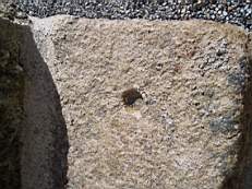 rockfield 1574.jpg